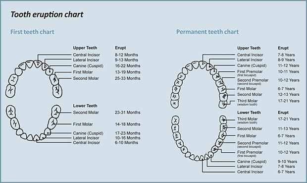 What is the Normal Process for an Infant Child’s Tooth Eruption